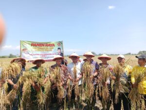 Panen Raya di Tarik, BHS Dorong Produktivitas Pertanian Sidoarjo