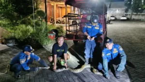 Detik-detik Evakuasi Piton 4,5 Meter di Dekat Kamar Warga Perumahan Terrace Gresik