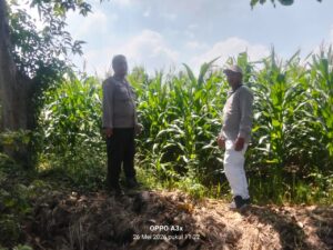 Polisi Turun ke Sawah, Pantau Tanaman Hortikultura demi Ketahanan Pangan Nasional