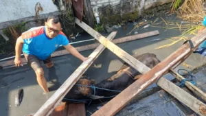 Panik Saat Diturunkan, Empat Sapi Kurban di Surabaya Lepas dan Tercebur Selokan, Damkar Kerahkan Crane