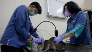 Bukan Buat Ibu-ibu: Pemkot Surabaya Sterilkan 100 Kucing Gratis Sambut HJKS 733