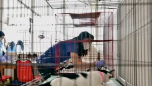 Pemkot Surabaya Gelar Sterilisasi Kucing Gratis, Antusiasme Warga Tinggi
