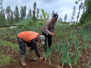 Polsek Nongkojajar Lakukan Pendampingan Petani Bawang Prei di Ngadirejo