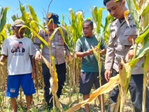 Dukung Ketahanan Nasional, Polresta Sidoarjo Gelorakan Swasembada Pangan Lewat Program P2B