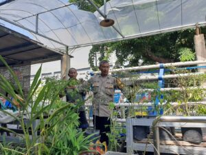 Dukung Ketahanan Pangan, Bhabinkamtibmas Perak Barat Sambangi Budidaya Lele dan Lombok Warga Ikan Kerapu