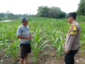 Polsek Kejayan Turun ke Sawah, Pantau Ketahanan Pangan Jagung di Desa Tanggulangin