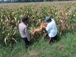 Asta Cita Ketahanan Pangan, Bhabinkamtibmas Sambangi Petani Jagung