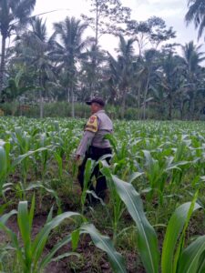 Kapolsek Klakah Serukan Swasembada Pangan Saat Tinjau Lahan Jagung Milik Warga