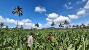 Polsek Candipuro Lumajang Sukses Sulap Lahan Pertanian Jagung Tumbuh Subur