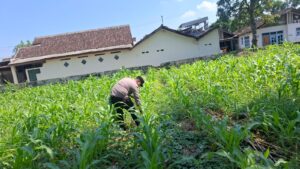 Sokong Ketahanan Pangan Nasional, Polsek Jatiroto Rutin Pantau Perkembangan Tanaman Jagung