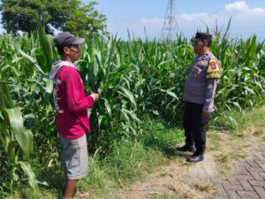 Dukung Ketahanan Pangan, Bhabinkamtibmas Sukorejo Cek Lahan Jagung Warga
