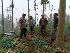 Dukung Asta Cita, Polsek Tosari Pantau Ketahanan Pangan di Lahan Bawang Prei Desa Tosari