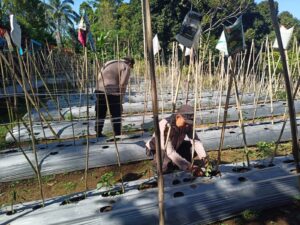 Polsek Gucialit Implementasikan Asta Cita Melalui Pendampingan Petani di Lumajang