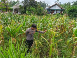 Bhabinkamtibmas Sumbersuko Pantau Lahan Jagung Dukung Ketahanan Pangan