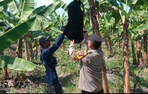 Perkuat Ketahanan Pangan Nasional, Polsek Rembang Lakukan Pendampingan P2B di Desa Kanigoro