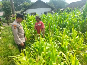 Aiptu Bayu Susanto Turun Langsung ke Ladang, Beri Motivasi Petani Jagung Desa Tlogosari