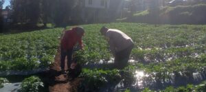 Sinergi Jaga Pangan, Polsek Tosari Dampingi Petani Kentang di Desa Baledono