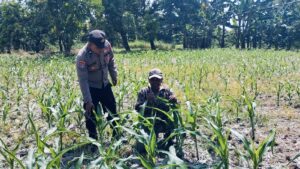 Bhabinkamtibmas Polsek Nongkojajar Tinjau Lahan Jagung P2B, Dukung Asta Cita Ketahanan Pangan