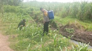 Dukung Program Asta Cita, Bhabinkamtibmas Polsek Rowokangkung Aktif Dampingi Petani Jagung
