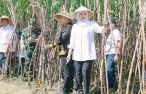 Produksi Gula Jatim Tertinggi 10 Tahun, Dorong Swasembada Gula Nasional