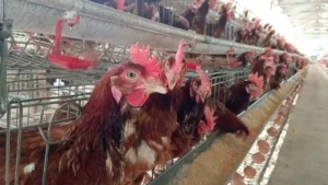 Margin Peternak Jatim Tertekan, Harga Telur di Bawah Harga Acuan Pemerintah