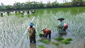Waspada Kemarau Panjang, Dispertan Gresik Amankan Air untuk 6.600 Hektare Padi