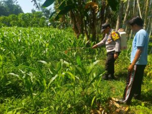 Polsek Tempeh Kawal Ketahanan Pangan, Serap Aspirasi Petani di Lapangan