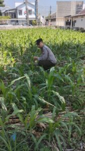 Polsek Jatiroto Konsisten Kawal Ketahanan Pangan, Pantau Optimalisasi Lahan Jagung