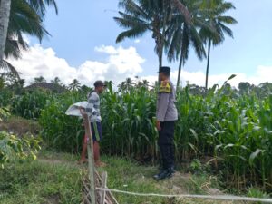Dukung Asta Cita, Kapolsek Candipuro Tinjau Lahan Jagung Varietas Advanta di Sumberrejo