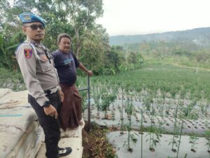 Bhabinkamtibmas Polsek Nongkojajar Pantau Tanaman Cabai, Dukung Program Pekarangan Pangan Bergizi di Tutur