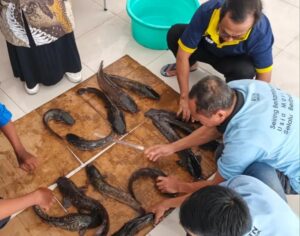 Rutan Gresik dan UMG Gelar Pelatihan Budidaya Lele untuk Warga Binaan