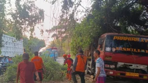 BPBD Gresik Evakuasi Pohon Asam Tumbang yang Timpa Truk Parkir di Sidayu