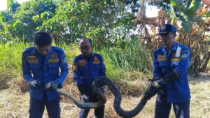 Laporan 112 Berbuah Hasil, Piton di Randuagung Gresik Berhasil Dievakuasi