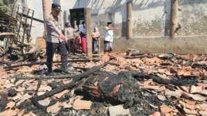 Ditinggal Tidur Usai Bakar Sampah, Kandang Sapi di Sampang Ludes Terbakar: 2 Ekor Sapi Hangus Terpanggang