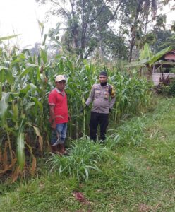 Dukung Asta Cita Presiden, Bhabinkamtibmas Polsek Kedungjajang Kawal Penanaman Jagung dan Pekarangan Pangan Bergizi