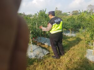 Polsek Nongkojajar Dukung Budidaya Cabai di Pungging untuk Sukseskan Ketahanan Pangan