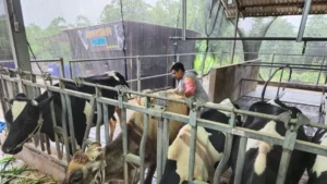 BRI Peduli Dampingi Peternak Malang Olah Susu Jadi Produk Bernilai Tambah
